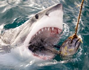 Great White Shark reaches for bait. (Photo Credit: Discovery Channel)